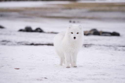 White arctic fox in the snow in Iceland