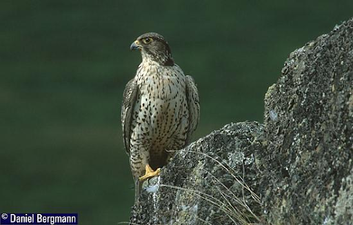 Gyrfalcon with darker markings sat on a rocky outcrop in Iceland.