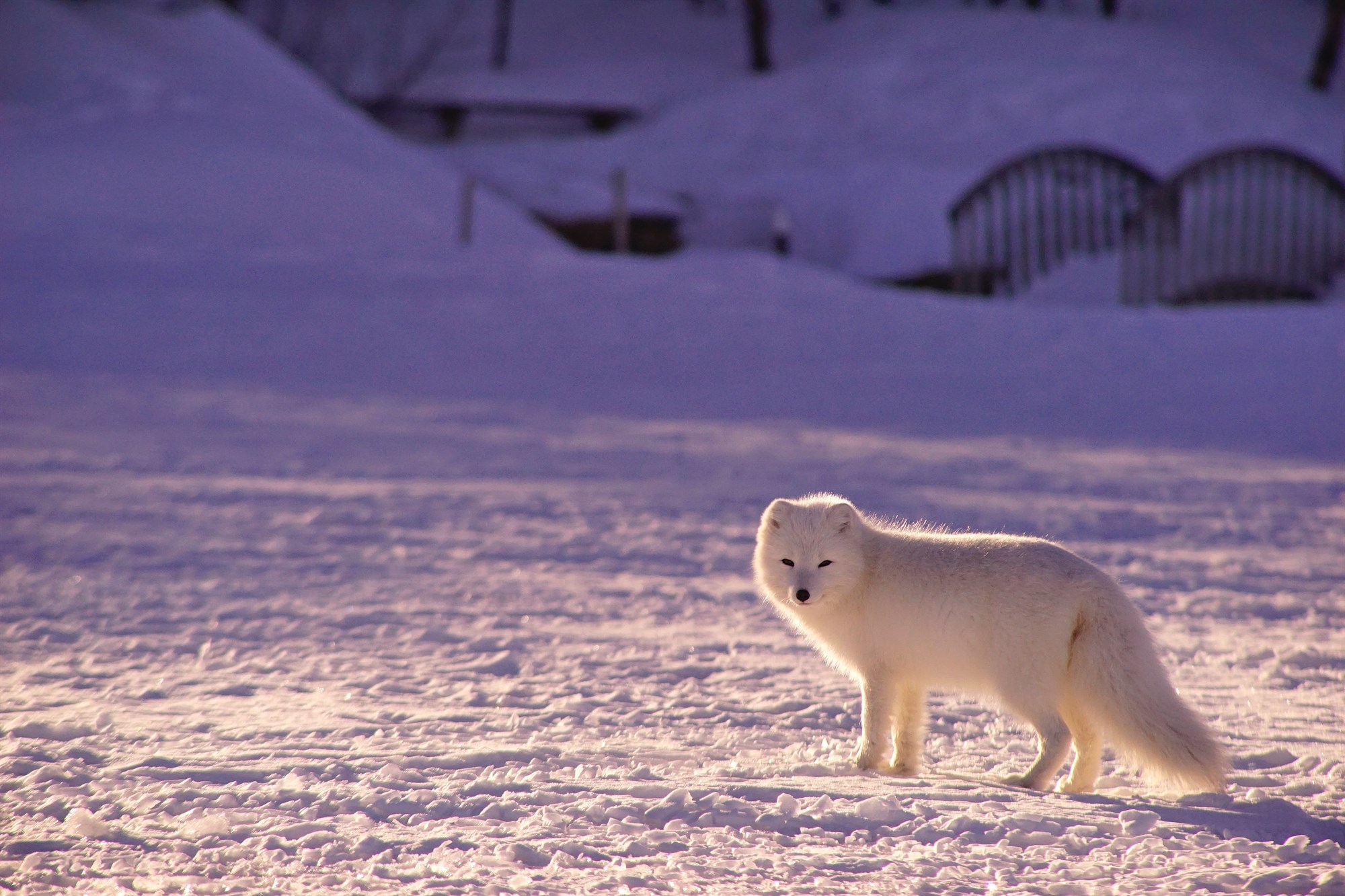 top-3-facts-about-the-arctic-fox