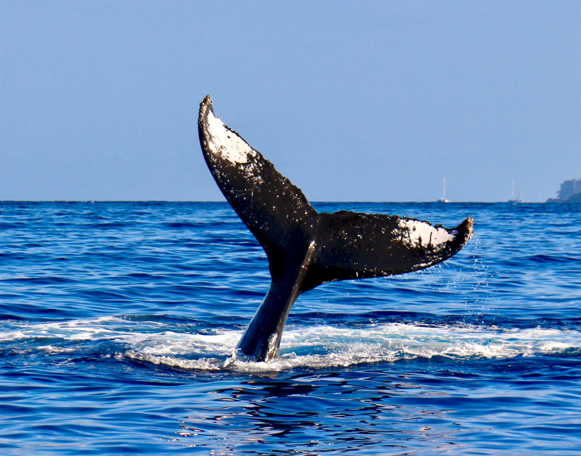 Top Places Whale Watching in