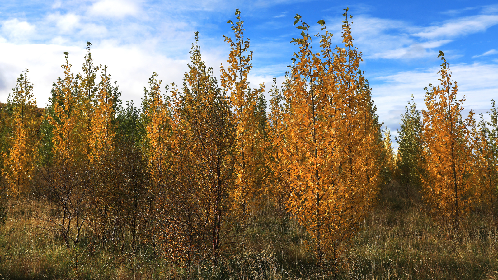 Amber-colored leaves on trees in Iceland’s Fall.