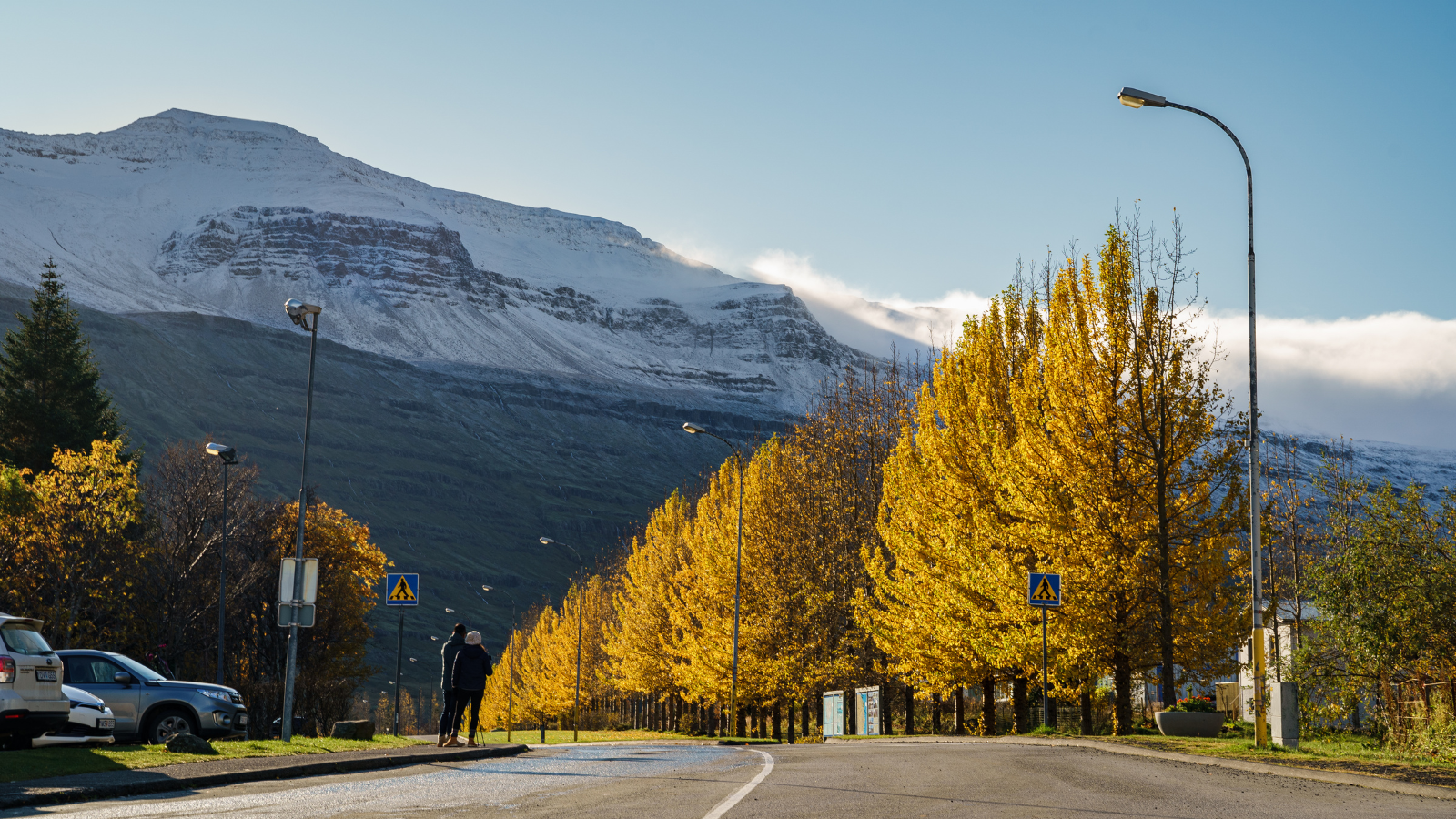 Autumnal trees along a road in Seydisfjordur, Iceland.