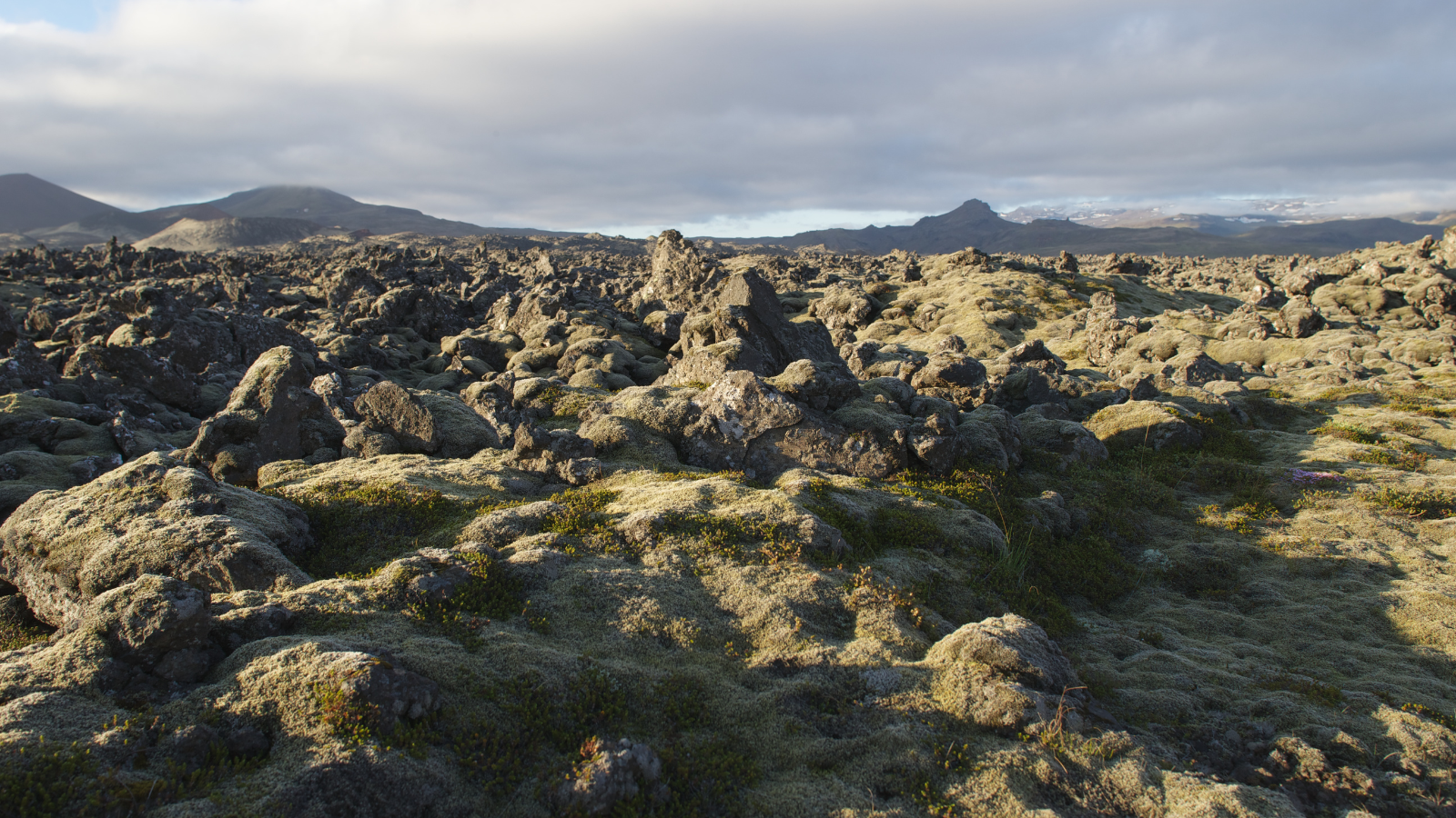 Lava field in Iceland