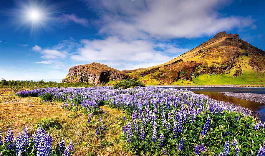 Lupines blooming along the south coast of Iceland.